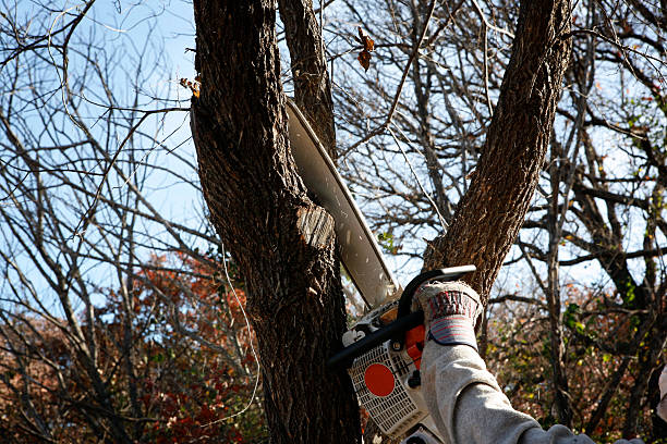 How Our Tree Care Process Works  in  Ouray, CO